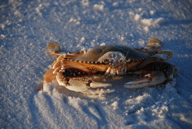 DSC_2102.JPG