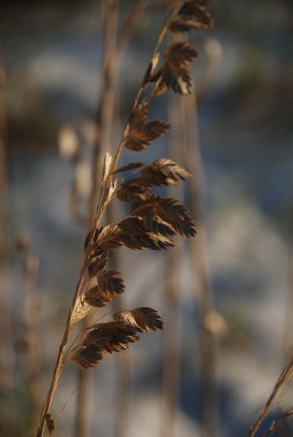 DSC_2129.JPG