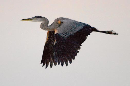 Dawn Heron In Flight 17573