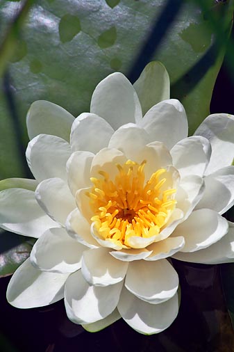 Water Lily 20080813