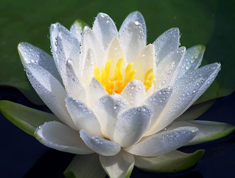 Wet Waterlily 20080829