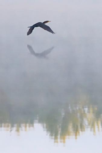 Cormorant In Flight 20080910