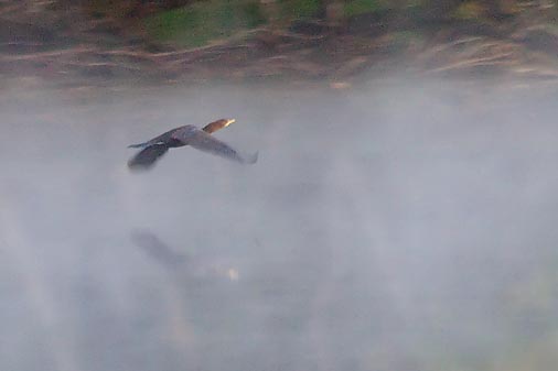 Cormorant In Flight 19667