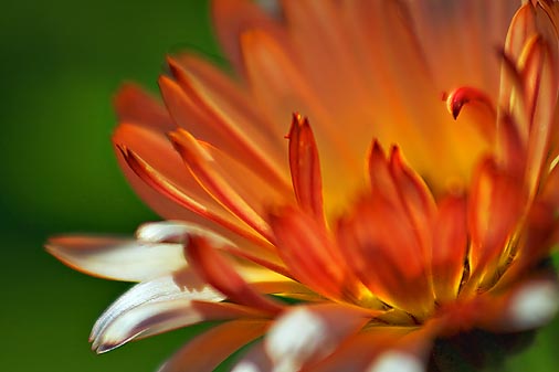 Orange Flower Closeup 20080913