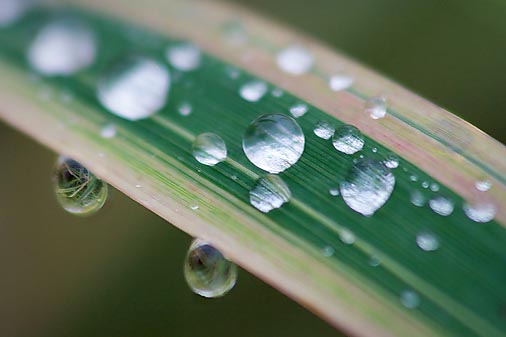 Dripping Droplets 19831