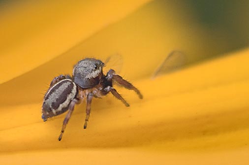 Little Spider On A Black-eyed Susan 20080914