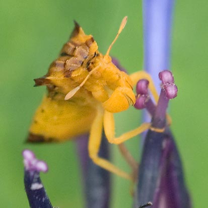 Bug On A Bluet 19899 (crop)