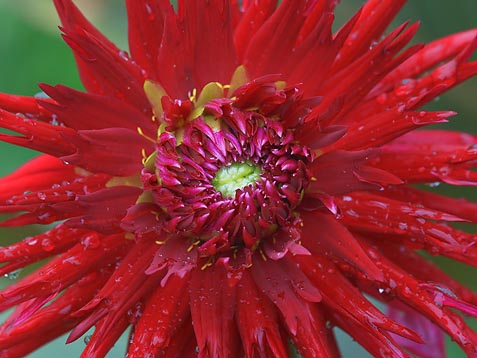 Big Red Flower 19926