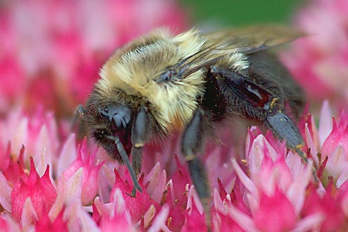 Bumble Bee 19938