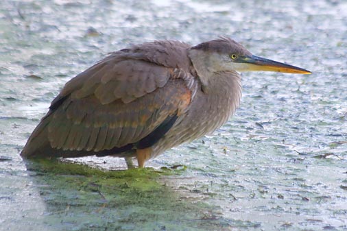 Heron In The River 20279