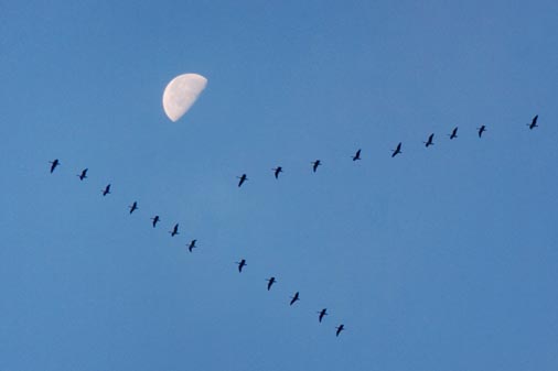 Geese Flying South 20435