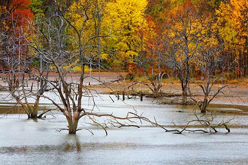 Drowned Trees 24179