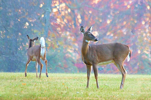 Two Dawn Deer 24240