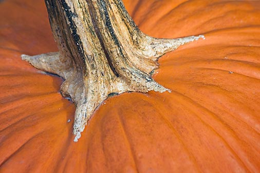 Pumpkin Top 24337