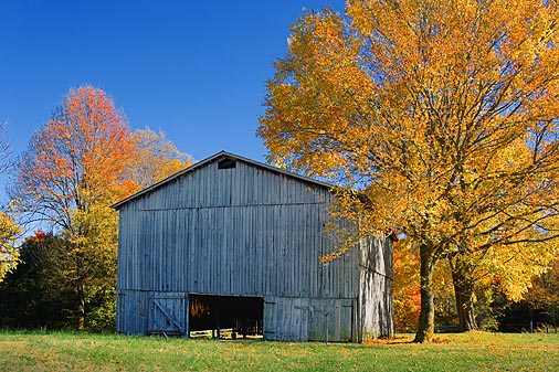 Autumn Tobacco Barn 24795