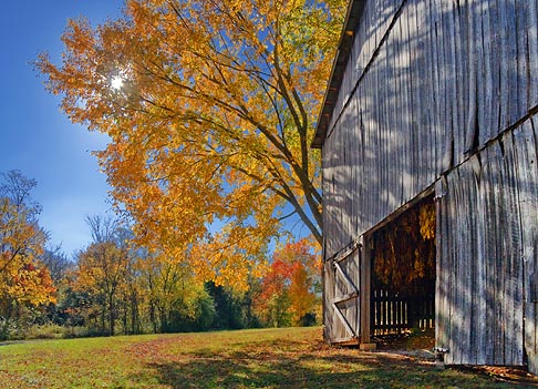 Autumn Tobacco Barn 24793