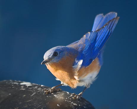 Bluebird On A Mirror 24954