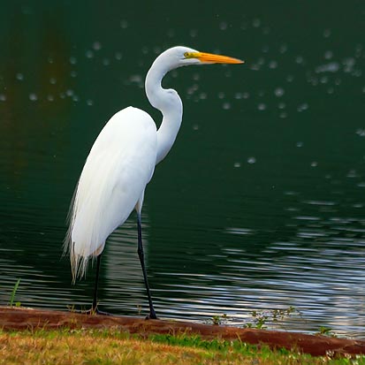 Great Egret 20081113