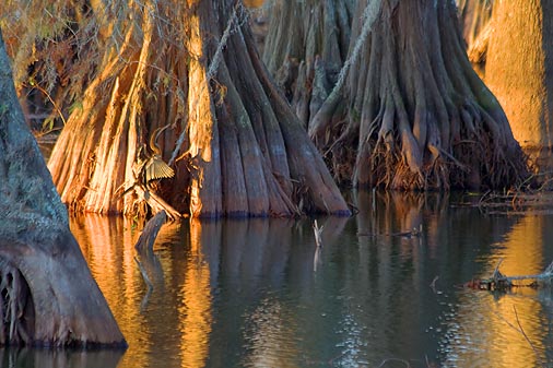 Anhinga Drying On A Cypress 25610