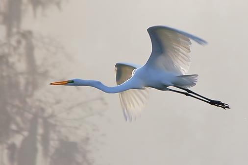 Egret In Flight 20081117