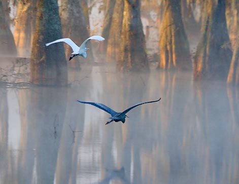 Egret & Heron In Flight 26215