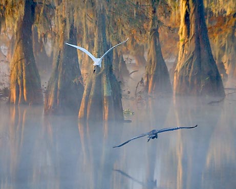 Egret & Heron In Flight 26216