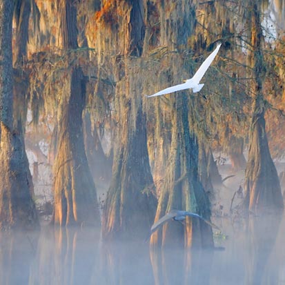 Egret & Heron In Flight 26217