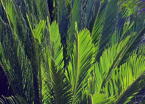 Fronds 26310