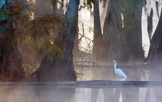Egret In Lake Martin 26207