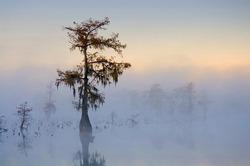 Lake Martin Cypress 26130