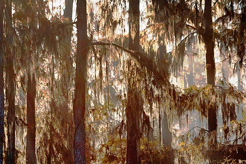 Spanish Moss 26268