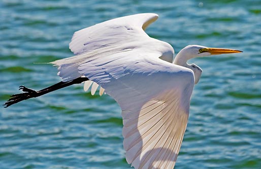 Egret In Flight 26404