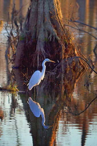 Egret Beside A Cypress 26442