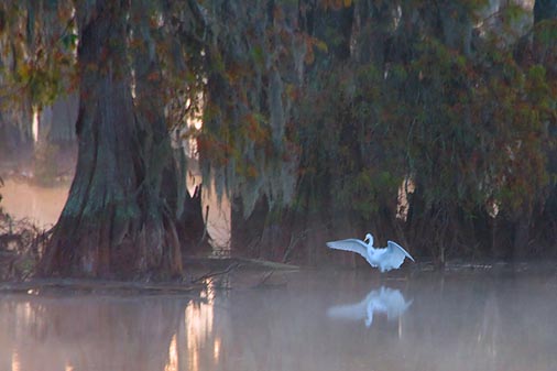 Egret At Lake Martin 26678
