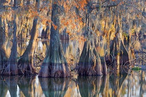 Cypress & Spanish Moss 26444