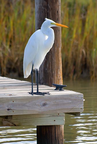 Egret On A Dock 27484