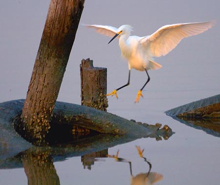 The Egret Is Landing 20081126