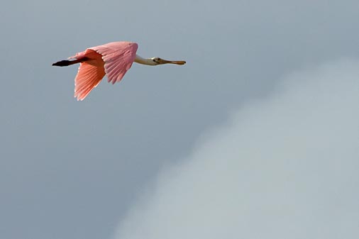 Roseate Spoonbill In Flight 27900