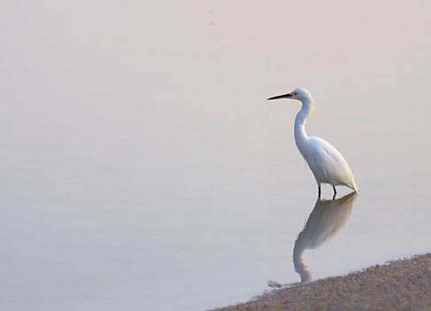 Snowy Egret Wading 28239