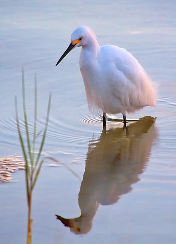 Snowy Egret Hunting At Sunrise 20081130