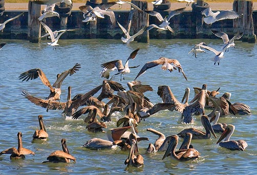 Fowl Feeding Frenzy 28818