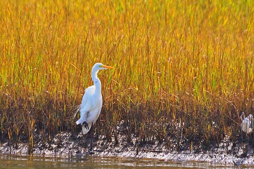 Egret On The Shore 29102
