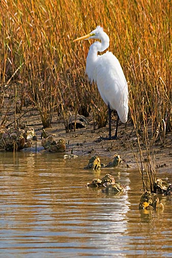 Egret On The Shore 29112