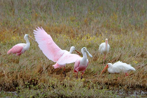 Wading Birds 29407