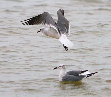 Gulls - Flying & Swimming 29481