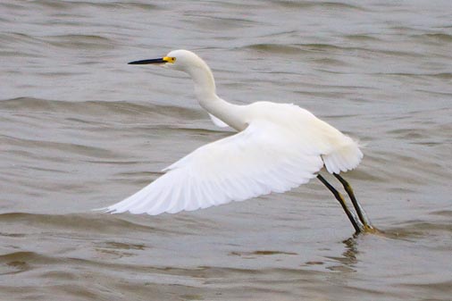 Snowy Egret Taking Wing 29496