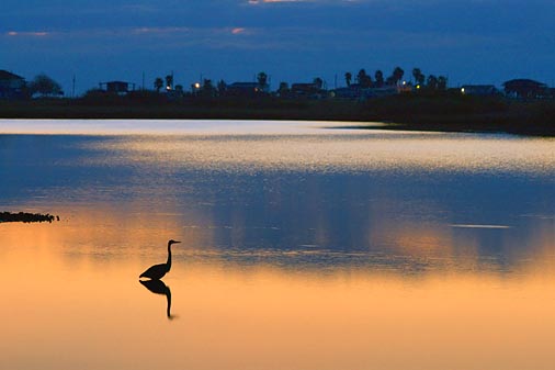 Dawn Heron 29521