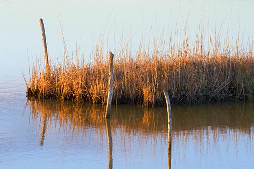 Wetland Hammock 29679