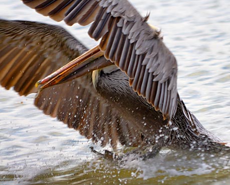 Brown Pelican Landing 30376