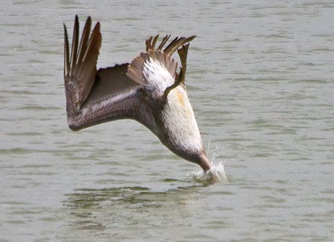 Nose-diving Pelican 30359